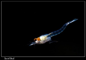 Hemimysis anomala - invasice species - Canon 7D, Nauticam... by Daniel Strub 